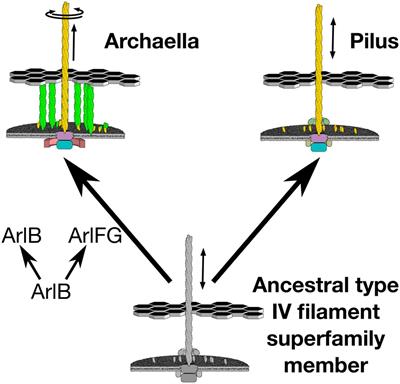 Evolution of Archaellum Rotation Involved Invention of a Stator Complex by Duplicating and Modifying a Core Component